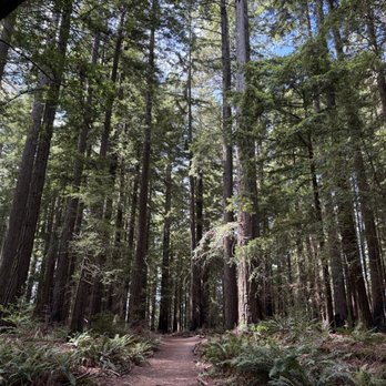 LandPaths Grove of Old Trees - Parks Near Me - Occidental, California LandPaths Grove of Old Trees - Parks Near Me - Occidental, California