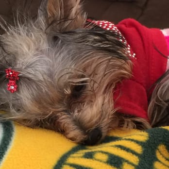 Collier Ranch Yorkies - More resting for Lola - Pet Breeders Near Me Collier Ranch Yorkies - More resting for Lola - Pet Breeders Near Me
