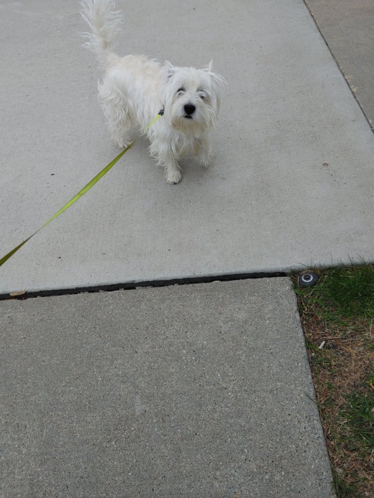Furry Family Pet Service - pet boarding facility in Des Moines, IA
