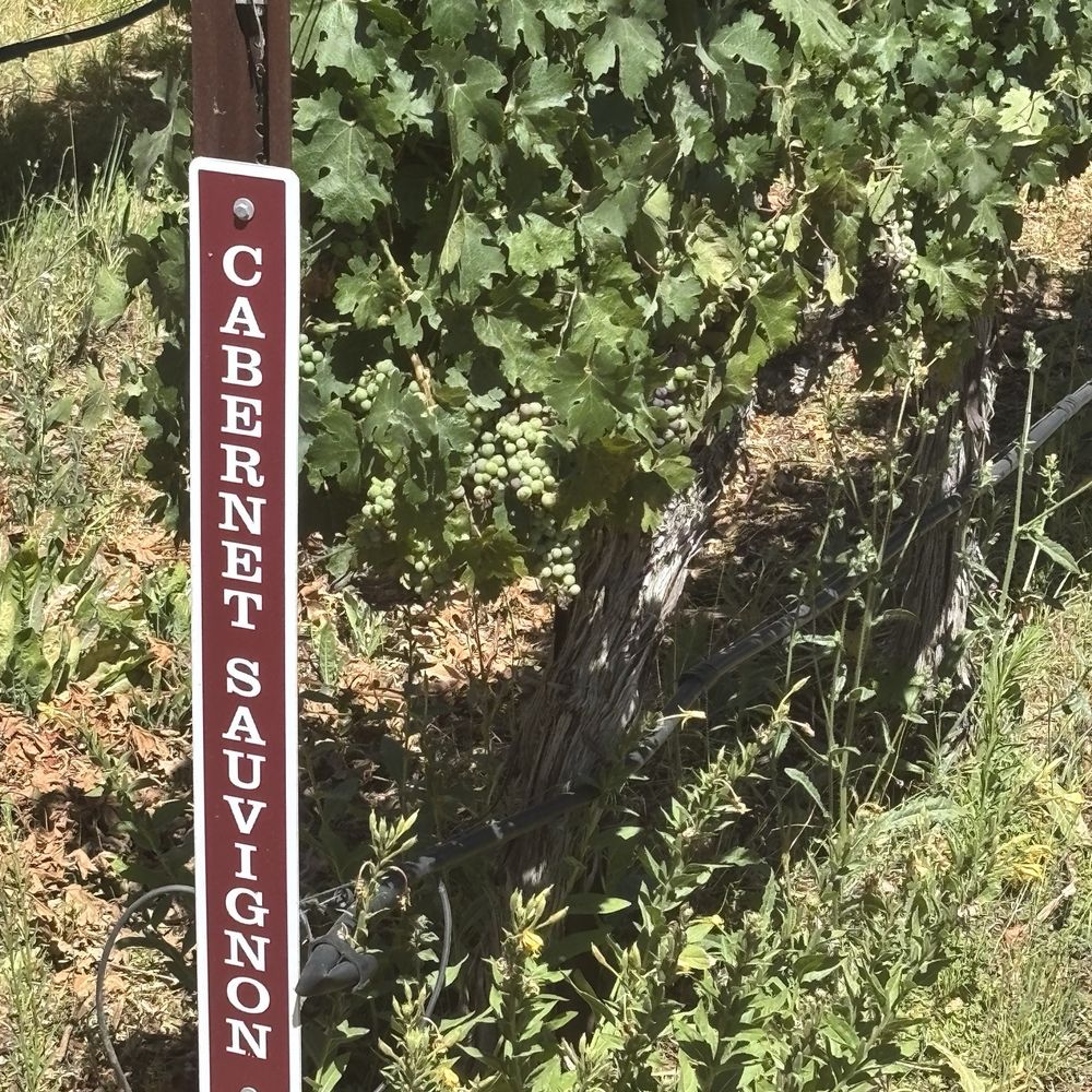 Garre Winery - Cabernet Sauvignon grapevines. - Wineries Near Me - Livermore, California Garre Winery - Cabernet Sauvignon grapevines. - Wineries Near Me - Livermore, California