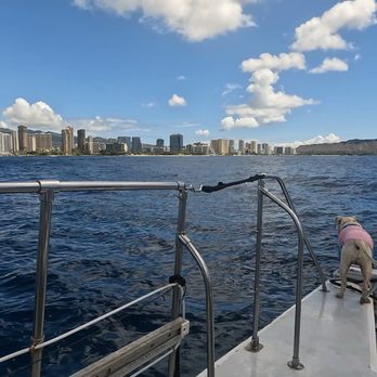 Oahu Catamarans - Sushi showing us where dolphins were - Boat Charters Near Me - Honolulu, Hawaii Oahu Catamarans - Sushi showing us where dolphins were - Boat Charters Near Me - Honolulu, Hawaii