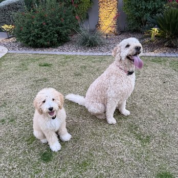 Oasis Bernedoodles - Playing with his big pal - Pet Breeders Near Me