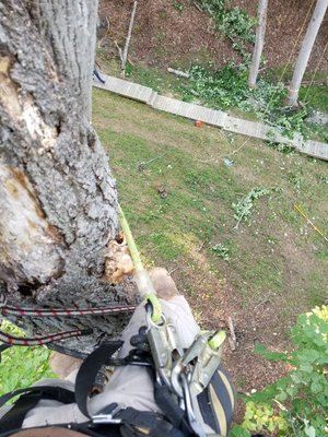 Tree Removal - Check out this Tree Removal Double JJ Tree Service performed. Call us today for any of your tree removal questions or concerns!
