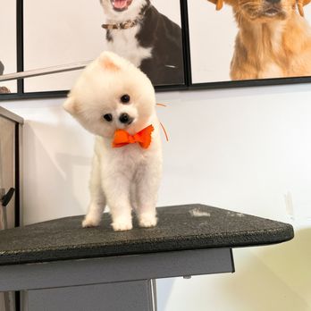 Moco Pet Grooming & Spa - Pet Groomers Near Me - Tustin, California Moco Pet Grooming & Spa - Pet Groomers Near Me - Tustin, California