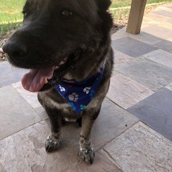 Pin Up Pets - Pet Groomers Near Me - Chandler, Arizona Pin Up Pets - Pet Groomers Near Me - Chandler, Arizona