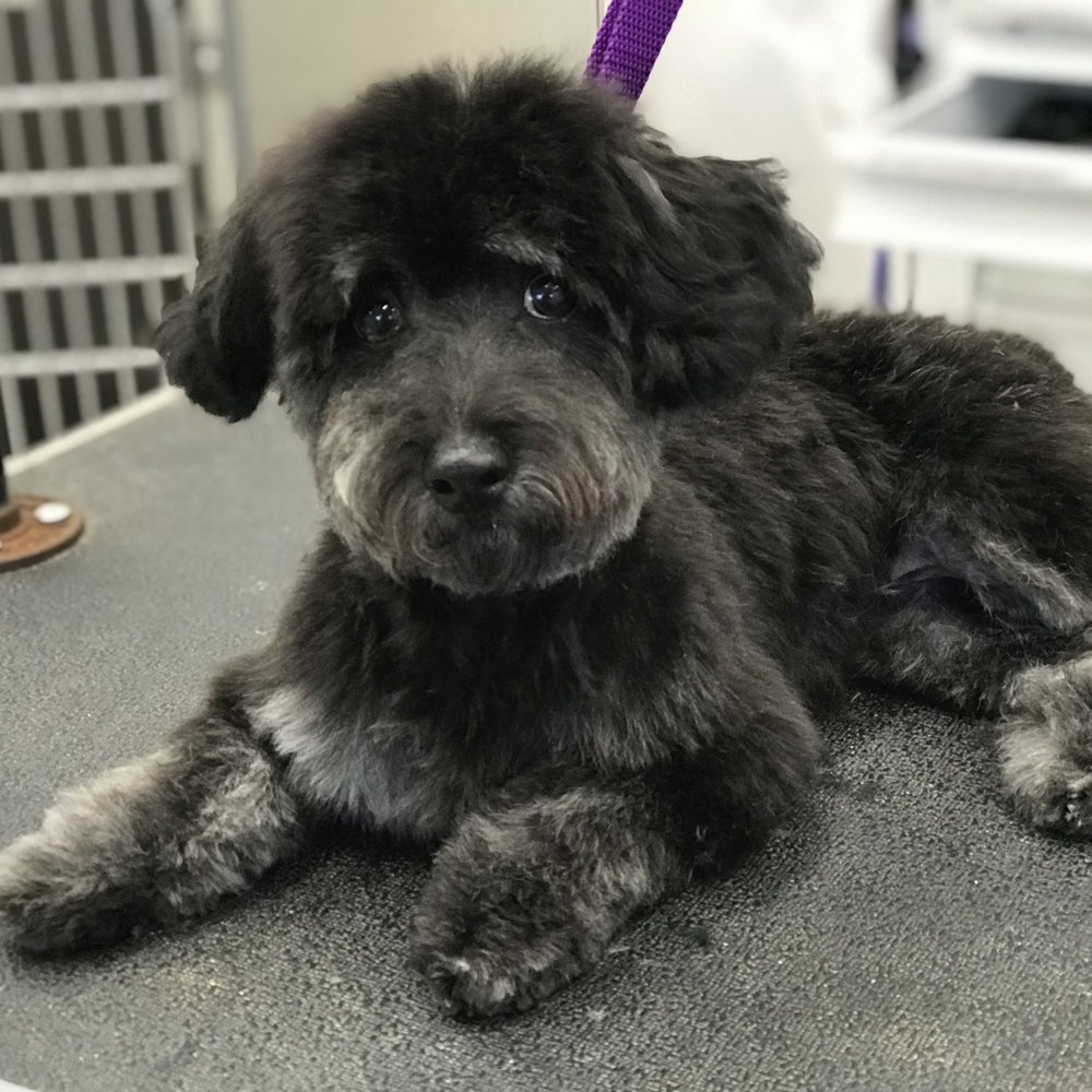 Posh Pup Grooming - All done ! (After) - Pet Groomers Near Me - Walnut Creek, California Posh Pup Grooming - All done ! (After) - Pet Groomers Near Me - Walnut Creek, California