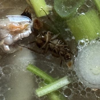Thai Cuisine II - Dead roach in the pho - Thai Near Me - Merced, California