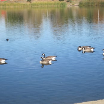Rocky Mountain Lake Park - Rocky Mountain Lake Park - geese - Parks Near Me - Denver, Colorado Rocky Mountain Lake Park - Rocky Mountain Lake Park - geese - Parks Near Me - Denver, Colorado