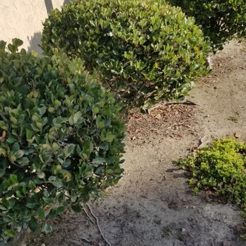 Cris Castro Landscape Maintenance - a view of a front yard - Landscaping Near Me - Oceanside, California Cris Castro Landscape Maintenance - a view of a front yard - Landscaping Near Me - Oceanside, California