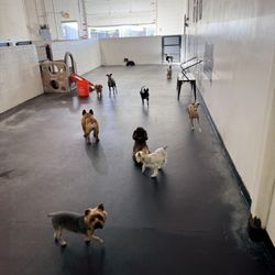 Every Doggie Has Its Daycare - Inside Play area