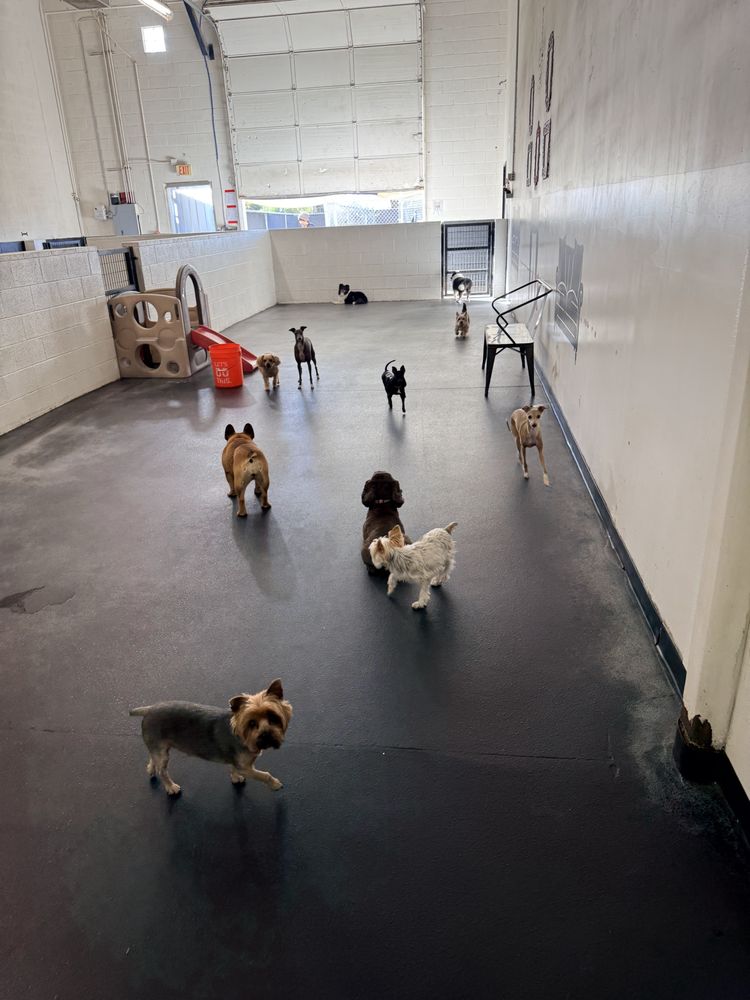 Every Doggie Has Its Daycare - pet boarding facility in Peoria, AZ