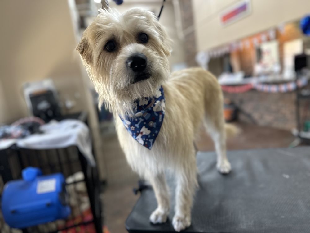 GROOMING BY ALYSSA Request an Appointment 16 Photos 2949 Airway