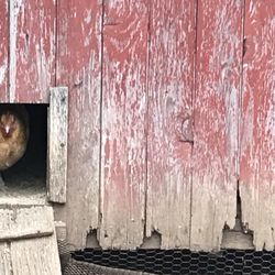 The Dudley Farm Museum - Chicken coop