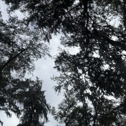 Camp Mokuleia - Trees covering Oama camp sites