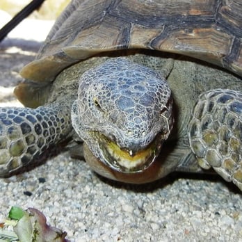 Indian Cove Campground - DO NOT pick up Tortoises, they will pee and then die. - Campgrounds Near Me - Twentynine Palms, California