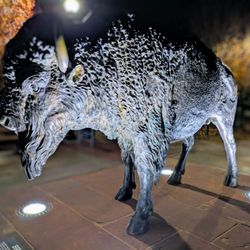 Utah Tech University - Brooks the Bison