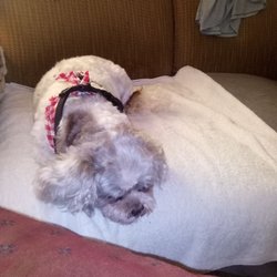 Rascals Pet Grooming - This is my Katie after visiting Rascals Grooming.