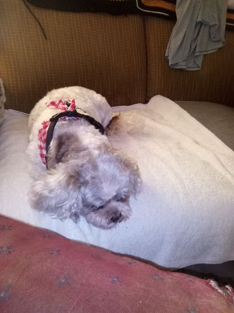 Rascals Pet Grooming Image