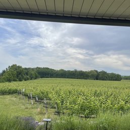 a view of a field of sunflowers