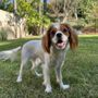 Photo of 101 Dog Trainer