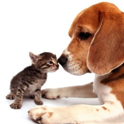 Columbus Small Animal Hospital - Columbus, Nebraska Pet Grooming