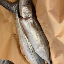 Daily Seafood - Spanish mackerel from Boston