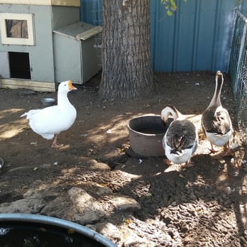 Wishing Star Farm - Kids Activities Near Me - Calhan, Colorado Wishing Star Farm - Kids Activities Near Me - Calhan, Colorado