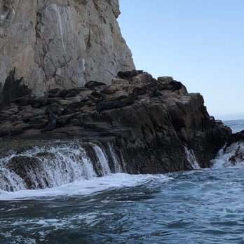 Cabo Expeditions - Sea lions - Tours Near Me - Cabo San Lucas, BCS Cabo Expeditions - Sea lions - Tours Near Me - Cabo San Lucas, BCS