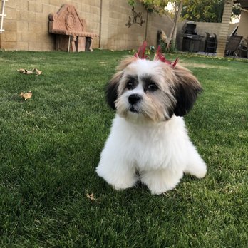Shear Ecstasy Pet Grooming - Pet Groomers Near Me - Glendale, Arizona Shear Ecstasy Pet Grooming - Pet Groomers Near Me - Glendale, Arizona