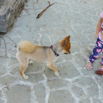 Your Heavenly Dog - After grooming - Pet Groomers Near Me Your Heavenly Dog - After grooming - Pet Groomers Near Me