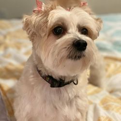 mobile pet grooming rancho cordova