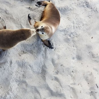 Seal Bay Conservation Park - Parks Near Me - Kangaroo Island, SA