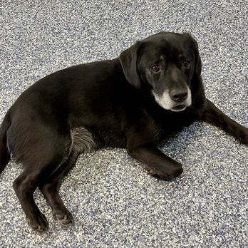 Bark Place - Penny having some "me-time" - Pet Groomers Near Me - Chicago, Illinois