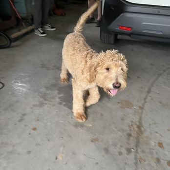 Elite K-9 - Our happy customer Milo! - Pet Training Near Me - Marion, Illinois
