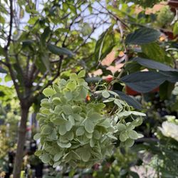 Pomarius Nursery