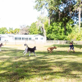 The Canine Academy - Pet Training Near Me - Sarasota, Florida The Canine Academy - Pet Training Near Me - Sarasota, Florida