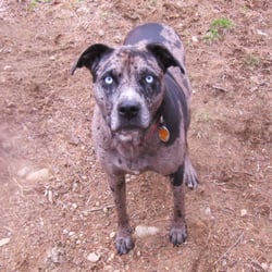 Country Time Pet Boarding Kennels
