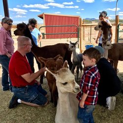 Humming Desert Alpacas