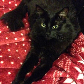 Bramer Animal Hospital - Veterinarians Near Me - Evanston, Illinois