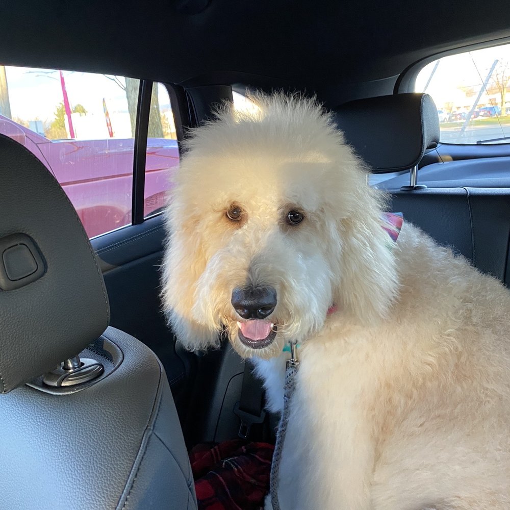 Somerset Dog Grooming - Pet Groomers Near Me - Troy, Michigan Somerset Dog Grooming - Pet Groomers Near Me - Troy, Michigan