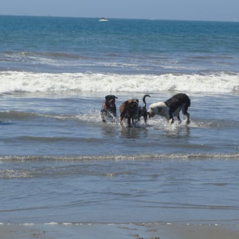 Coronado Dog Beach - Beaches Near Me - Coronado, California
