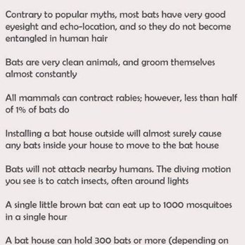 Bugs Plus Pest Services - Pest Control Near Me Bugs Plus Pest Services - Pest Control Near Me