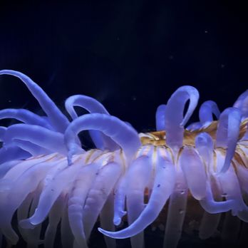 Oklahoma Aquarium - Plant - Aquariums Near Me - Jenks, Oklahoma