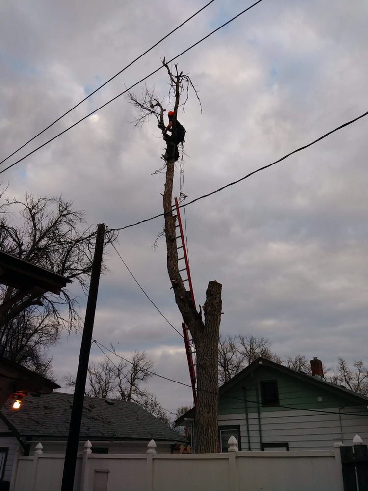 PRESTIGE TREE CARE SERVICE 26 Photos Tree Services Greeley, CO