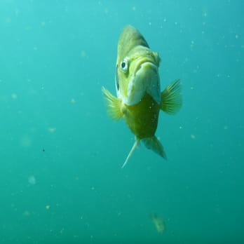 Lake Phoenix - Just... you know, a fish. - Campgrounds Near Me - Rawlings, Virginia