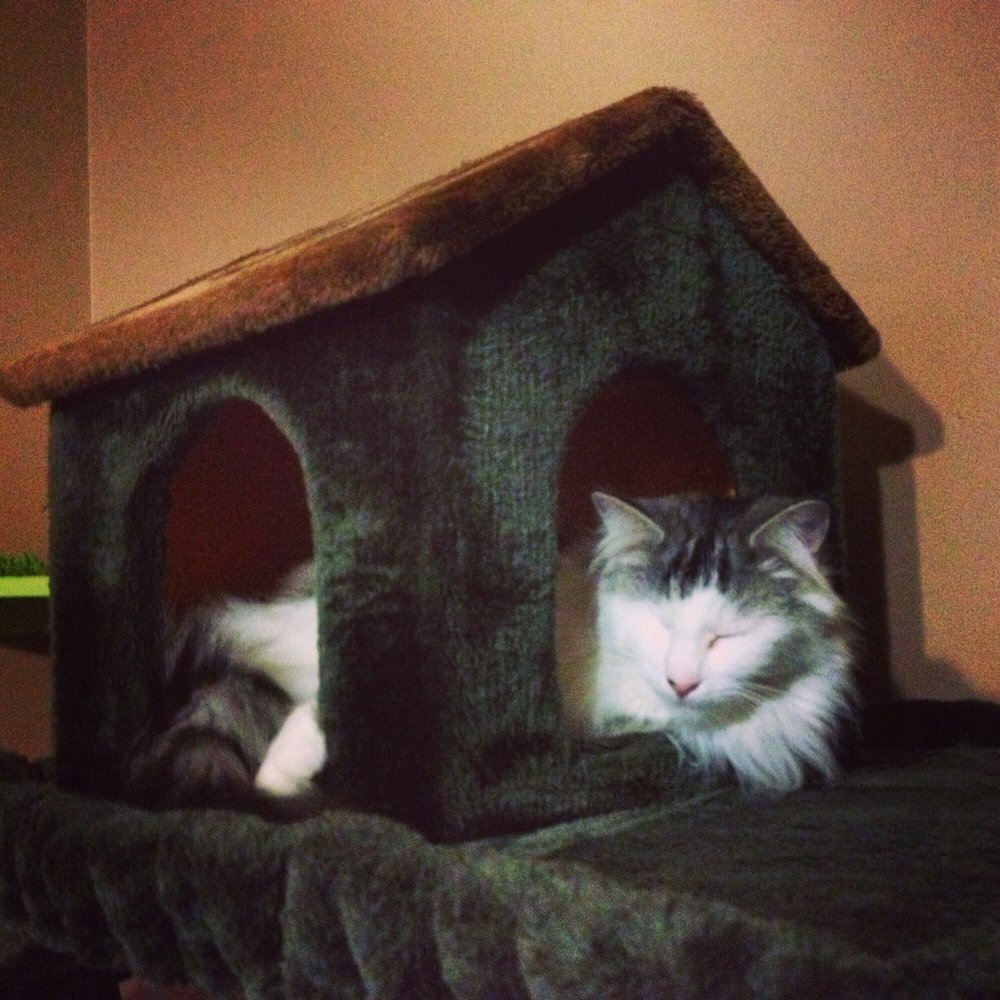 Cat Cafe Melbourne - A cat cafe resident and their awesome cat house - Themed Cafes Near Me - Melbourne, VIC