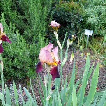Palmengarten - May 2019 - Botanical Gardens Near Me - Frankfurt, HE