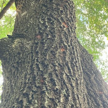 True Outdoors - Spike marks all the way up oak #1 - Tree Services Near Me True Outdoors - Spike marks all the way up oak #1 - Tree Services Near Me