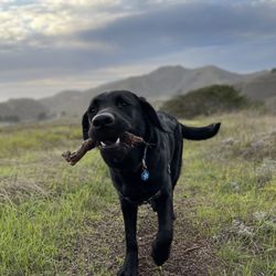 Happy Pups Happy Life - Maybelle on an adventure hike with Patti!