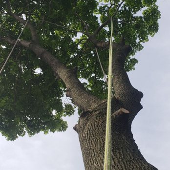 Chop & Chip Tree Service - Tree Services Near Me - Fairview, New Jersey Chop & Chip Tree Service - Tree Services Near Me - Fairview, New Jersey